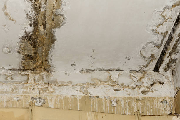Best Flood Damage  in Macon, GA