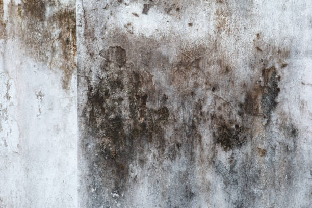 Best Comprehensive Air Testing for Mold Contaminants  in Macon, GA