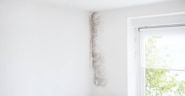 Best Mold-Related Health Consultation  in Macon, GA