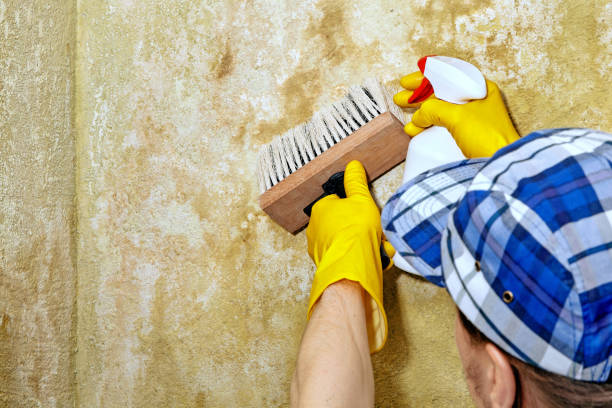 Mold Removal for HVAC Installations in Macon, GA