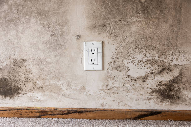 Mold Remediation for Vacation Homes in Macon, GA