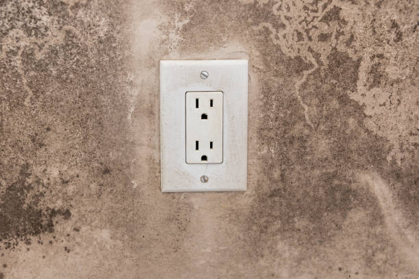 Best Attic Mold Removal  in Macon, GA