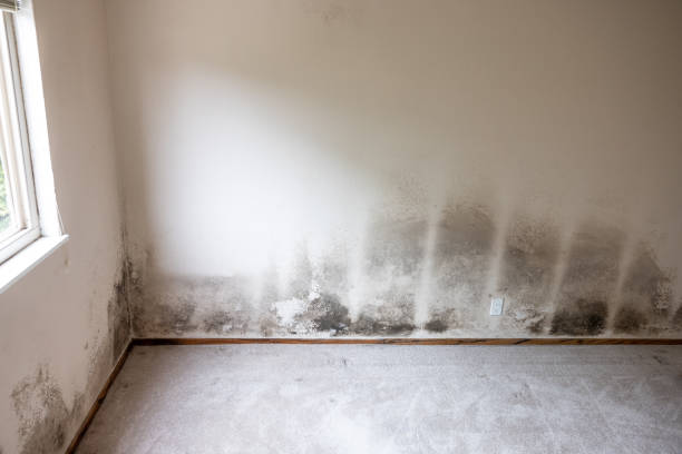 Macon, GA Mold Removal Company