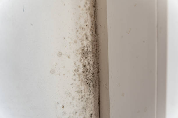 Best Air Quality Testing for Mold Spores  in Macon, GA
