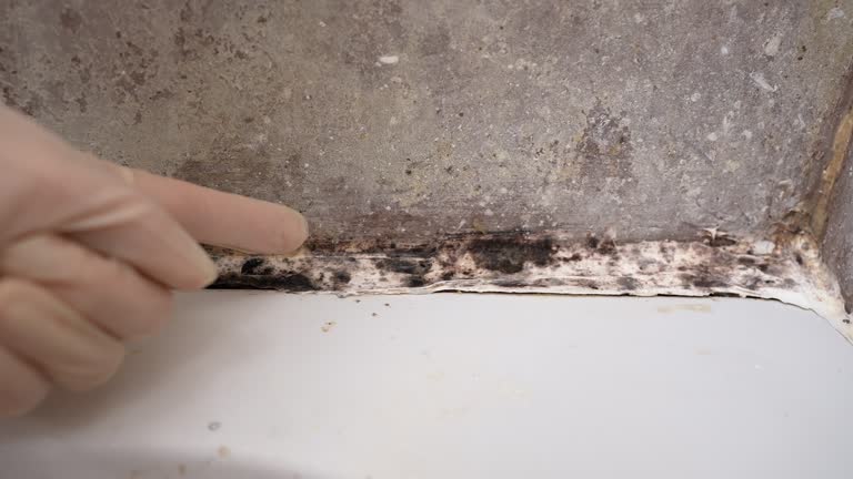  Macon, GA Mold Removal Pros